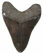 Serrated, Fossil Megalodon Tooth - Georgia #52801-2